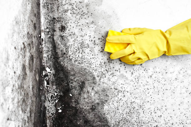 Best Attic Mold Removal  in West Slope, OR