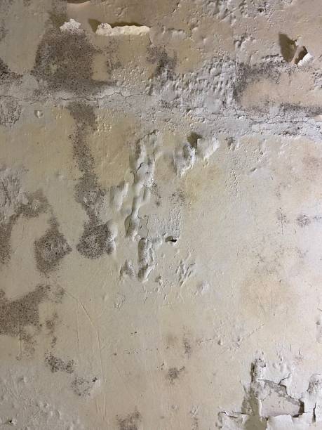 Home Mold Removal in West Slope, OR