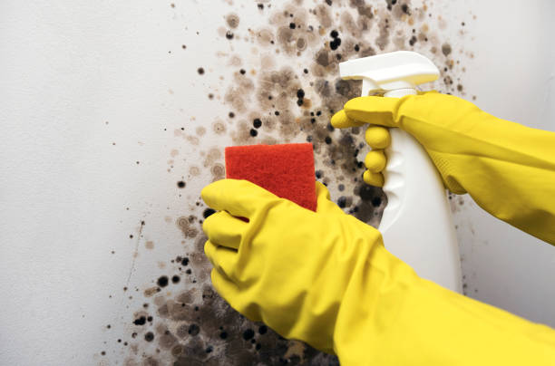 Best Office Mold Removal Services  in West Slope, OR