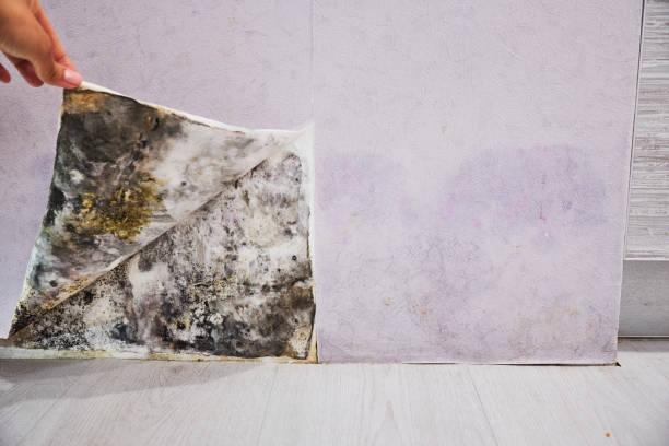 Best Local Mold Removal Service  in West Slope, OR